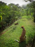 Baboo: Farm Supervisor