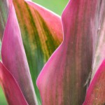 Some ornamental plants.