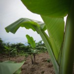 Bananas