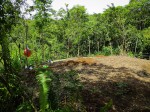 Corral site near jungle under construction
