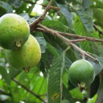 White Guava fruit - Almost ready...