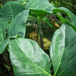 Some elephant ears near the house. These have edible bulbs.