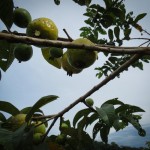 Some more guava.