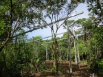 Corral near jungle under construction