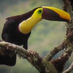 A Black-Mandibled Toucan on the farm.