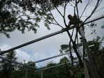 Building the corral