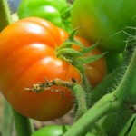 Our first greenhouse tomato a few days before it was ready