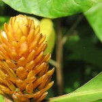 A wild yellow ginger flower on one of the jungle trails