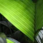 some wild palms