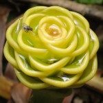A fly resting on a 'maraca' flower
