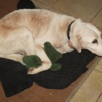 Sal with his Teddy doing what he does best!