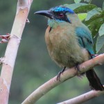 A bobo in our guava forest