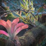 A bromeliad on some trees between some of our pastures