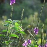 Butterfly bush