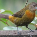 A female cherries tanager