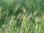 Pasture land