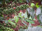 Coffee Cherries