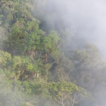 A cloud-forest view from the house, early morning