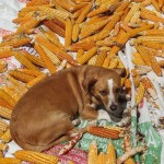Lola Helping to dry the corn for the chickens and the chicha.