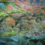 View from the kitchen: Call of the forest flowers on the trees in the background