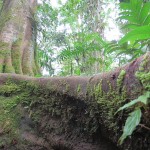 Primary rain-forest tree