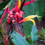 An amazing flower in the botanical gardens.