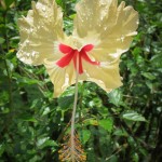 A beautiful hibiscus flower...