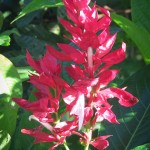 Flower.