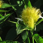 A flower near the house.