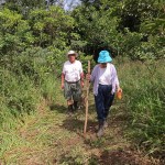 Mama & Papa (Munoz) strolling through the pasture.