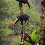 Aracari Toucans near the house