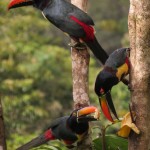 Aracari Toucans