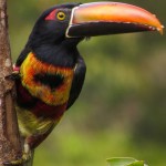 Aracari Toucan