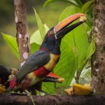 Aracari Toucan enjoying banannas