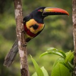 Aracari Toucan