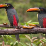 A pair of Aracari Toucans