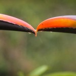 Aracari Toucan kissing... not really... :-0