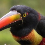 Aracari Toucan
