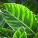 Interesting flora