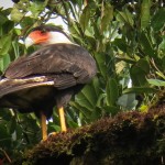 A Crested Caracara bird.
