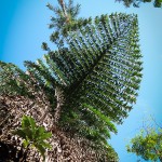 More gigantic palms