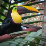 A Black-Mandibled Toucan