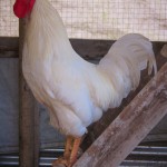The new pure bred "Plymouth Rock" Rooster