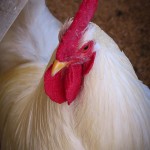 A handsome young man -- The new pure bred "Plymouth Rock" Rooster