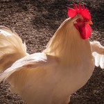 The Rooster early in the morning.
