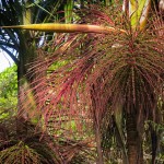 Some interesting palms in the gardens