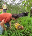 Joe & baby "Pinchito" just after delivery with Claudio