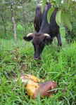 Mam Muca with her new baby