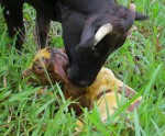 Mam Muca with her new baby