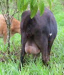 Udderly Ridiculous!
